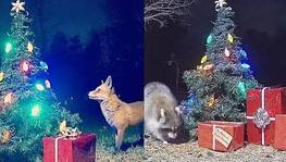 Câmera perto de árvore de Natal flagra visitantes (Reprodução Twitter @mynaturecam)/Amo Meu Pet)